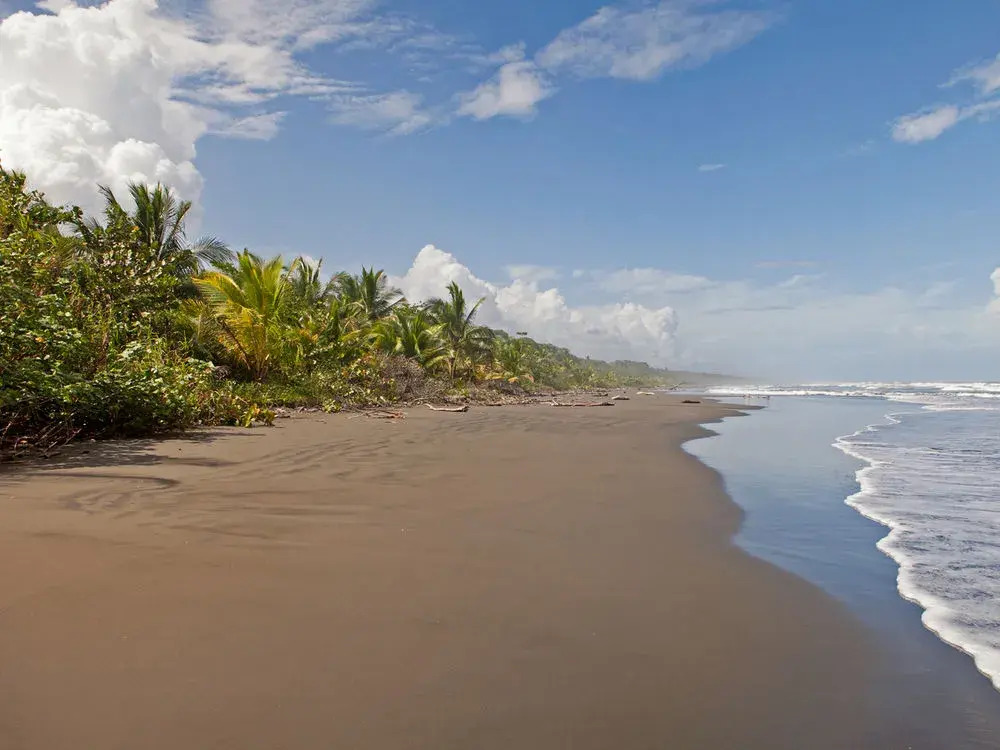 Casa Caribbean Coconut