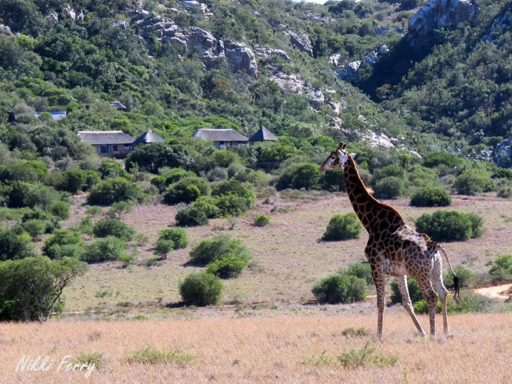 Woodbury Tented Camp - Amakhala Game Reserve