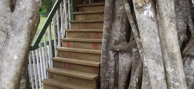Lupe Sina Treesort