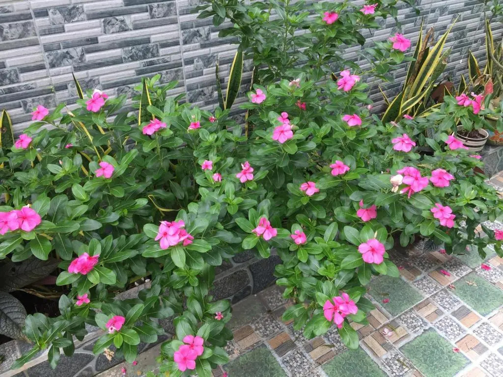 HÒANG HÔN HOMESTAY