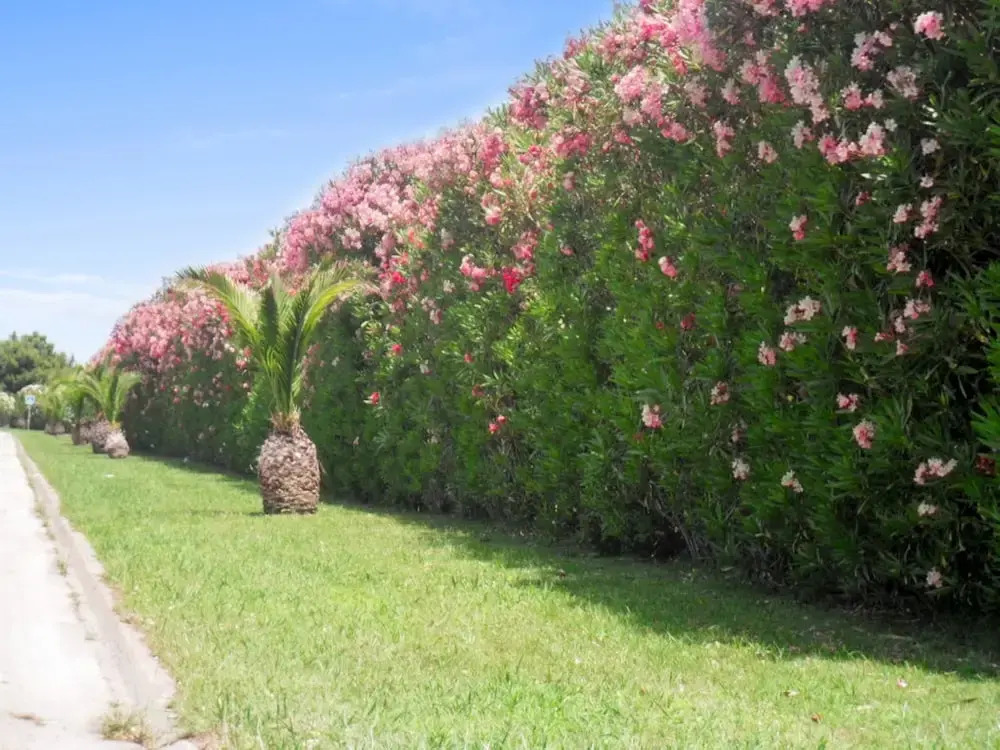 Apartment With 3 Bedrooms in Le Barcarès, With Wonderful Mountain View