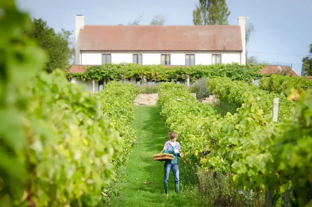 Three Choirs Vineyards