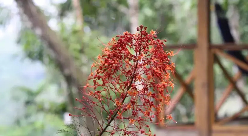 Yachana Lodge