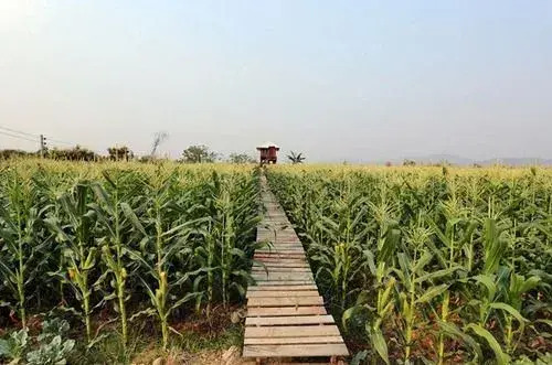 Chiang Dao Privacy