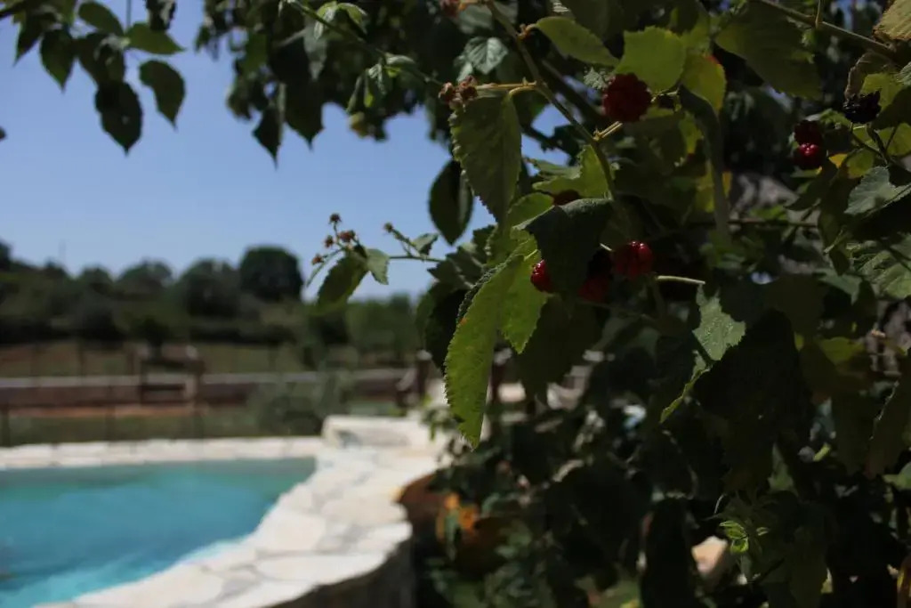 Il Trullo del Contadino