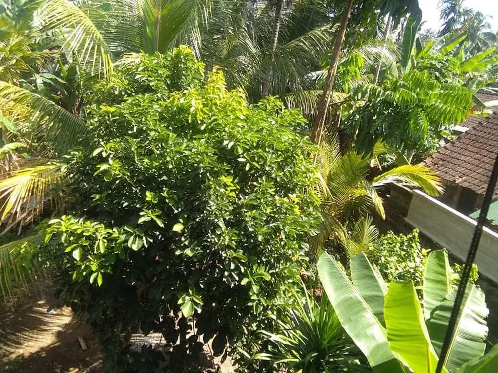 Teba Mesari Homestay