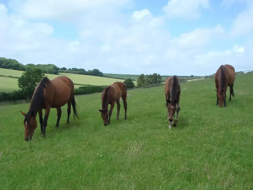 Yellowham Farm, Dorchester