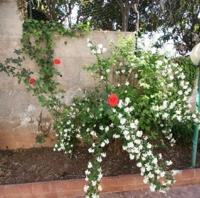 Casa Alba