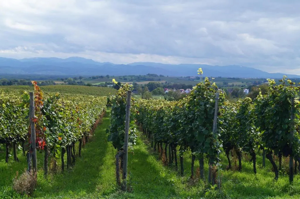 Weingut Landmann Ferienwohnungen
