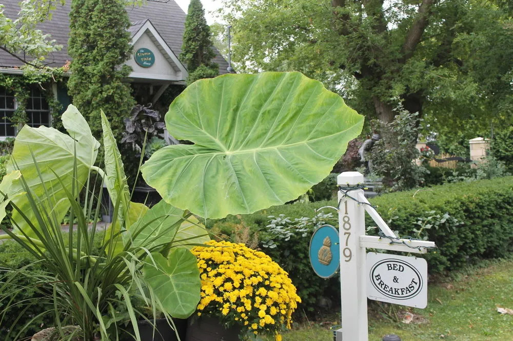 Clover Field House
