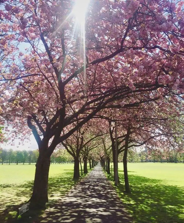 1 Bedroom Flat Near The Meadows