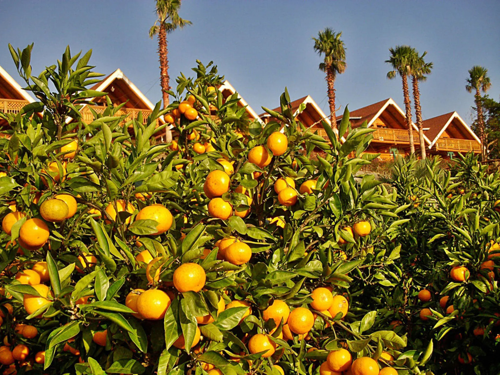 Jungmun Log Pension & Resort