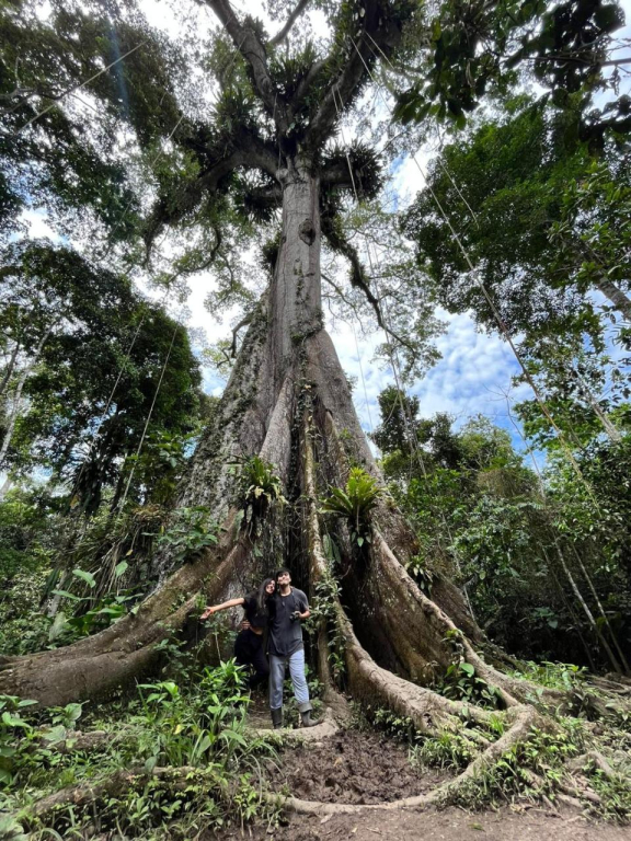 Jungle Explorer Lodge