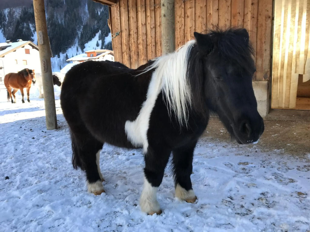 Pony-Ziegen-Hasen-Ranch Bichlbach