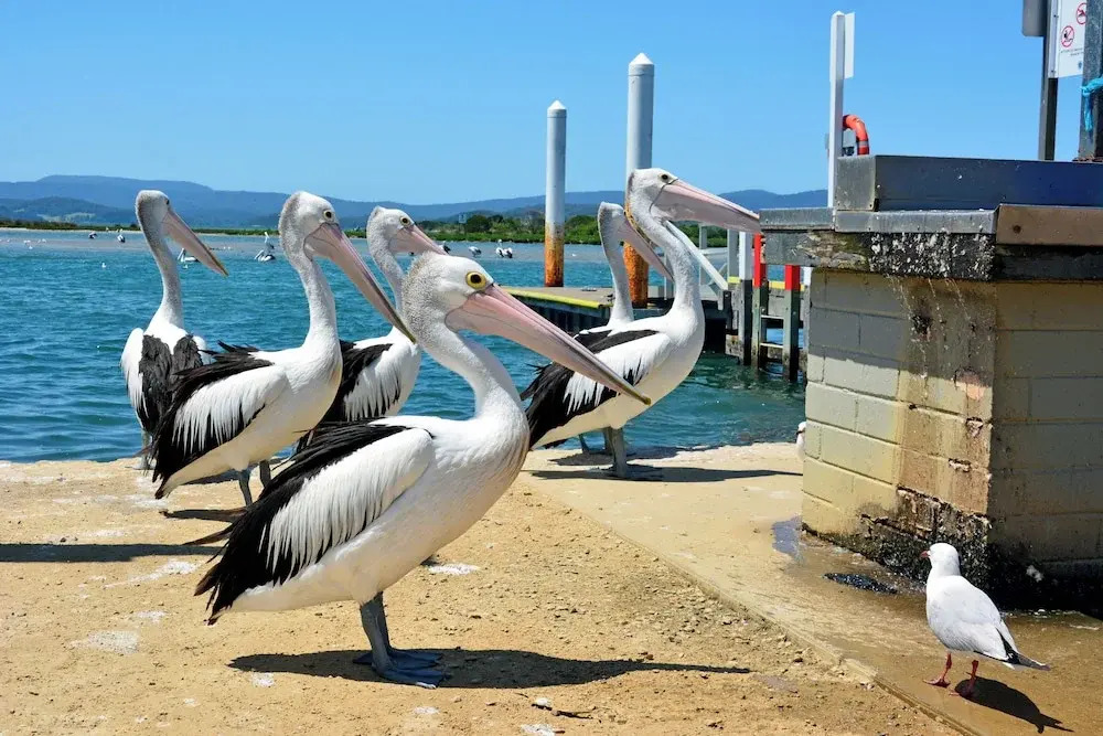Mallacoota Hotel Motel
