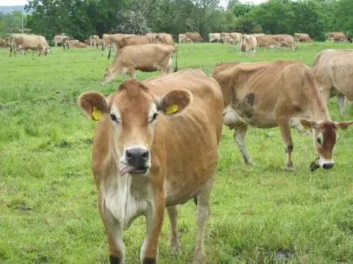 Rosebank Farm B&B