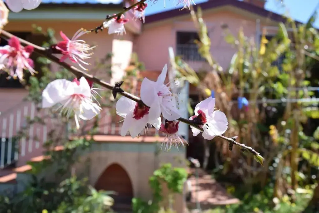 Arbatax, 200 metres from the beach: Apartment in villa with garden, 2 bedrooms