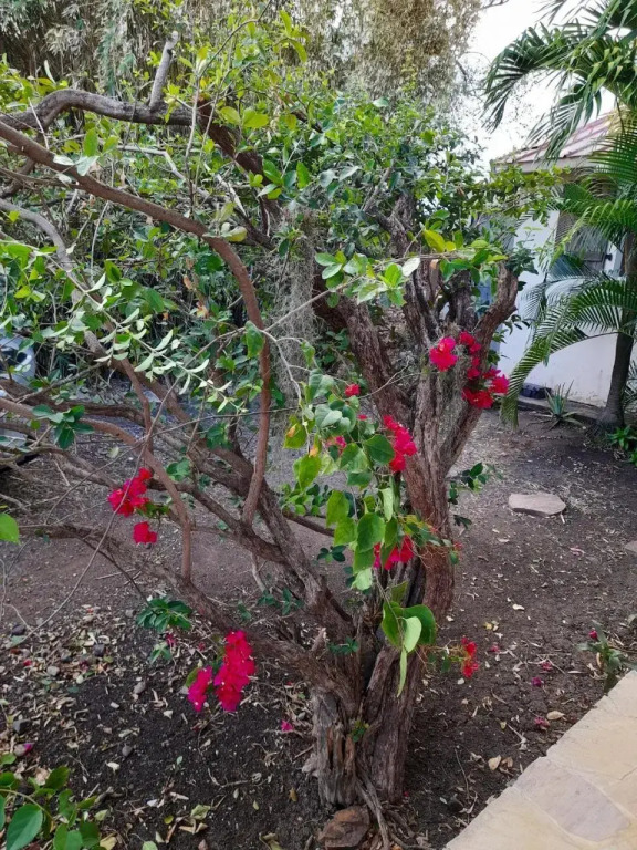 maison de 2 chambres avec jardin clos a le vauclin