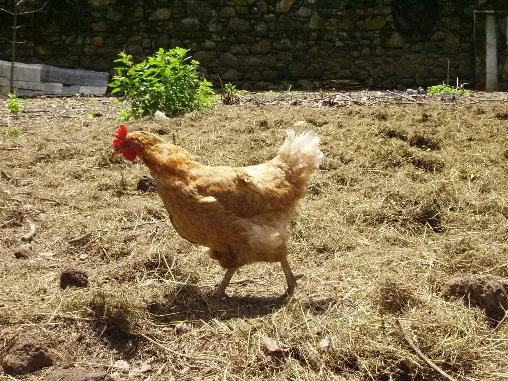 Ferme Laurens