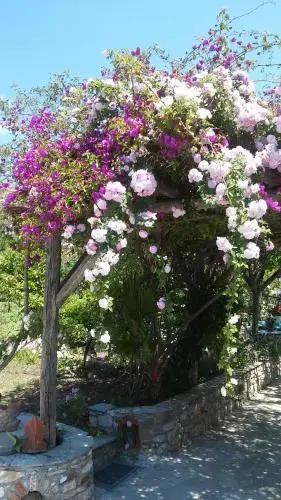 The Garden