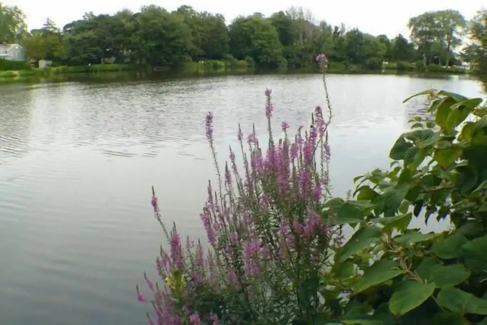 Walden on the Pond