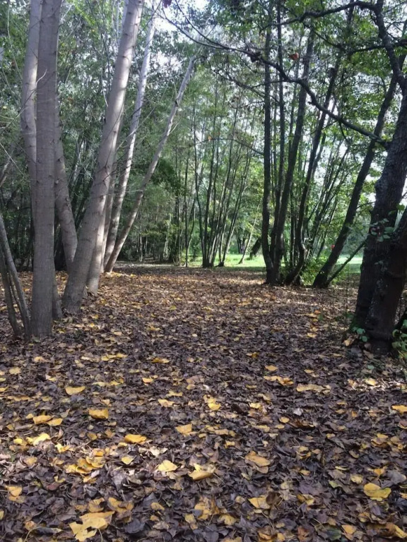 Bosque Nativo