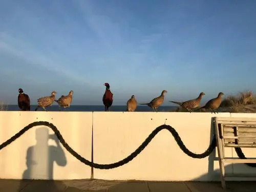 Strandhotel Noordzee