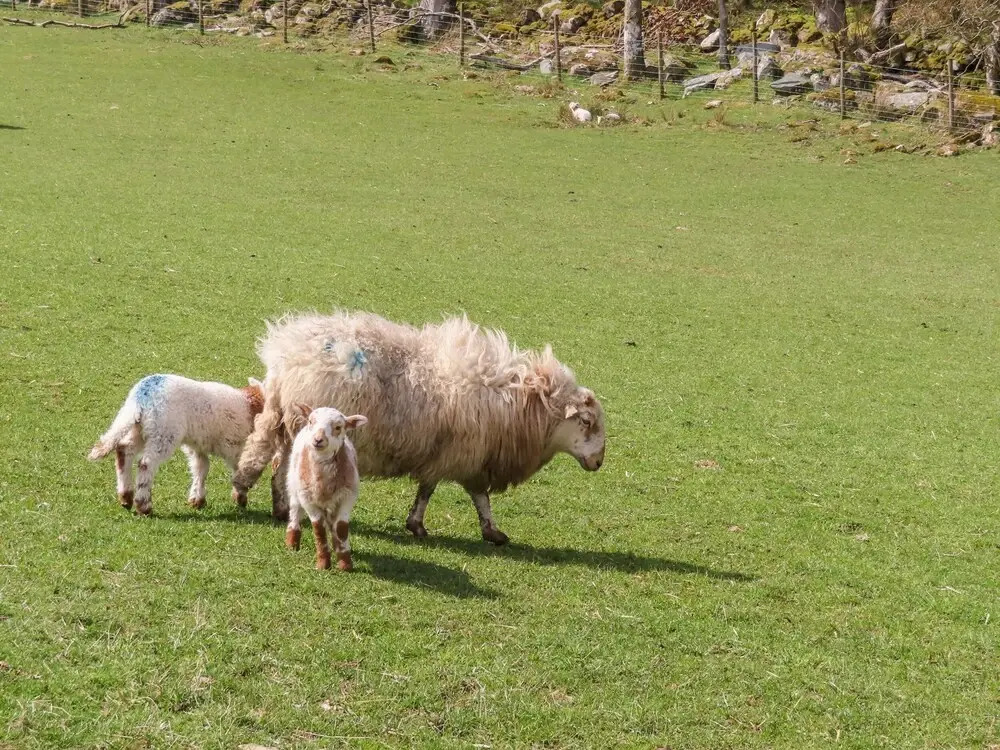 Gilfachwydd