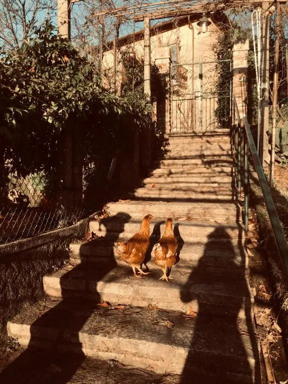 Gli amici di Carla