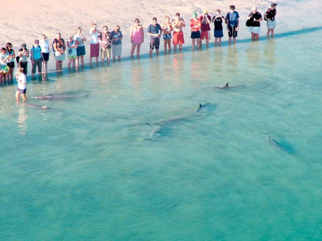 RAC Monkey Mia Dolphin Resort
