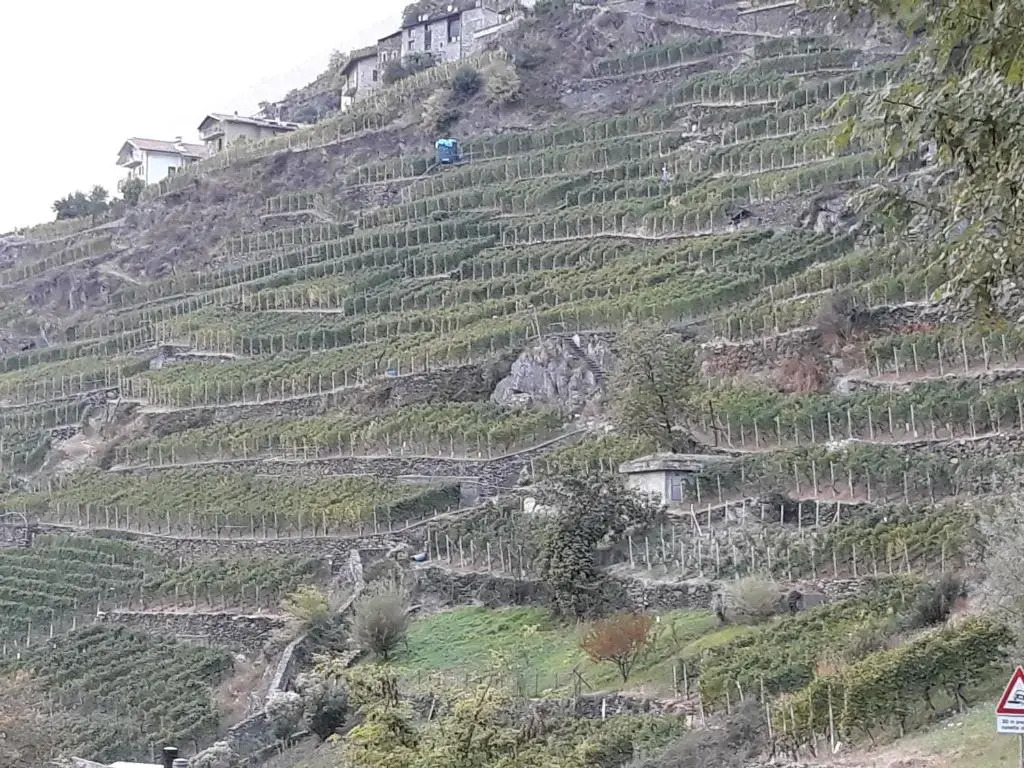 Il Vigneto