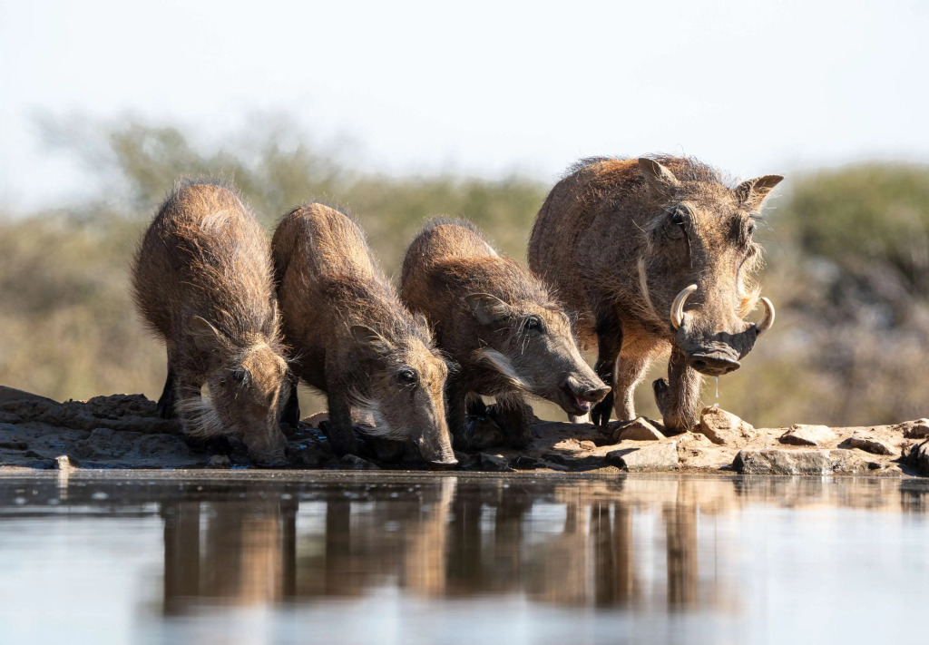 Last Word Madikwe