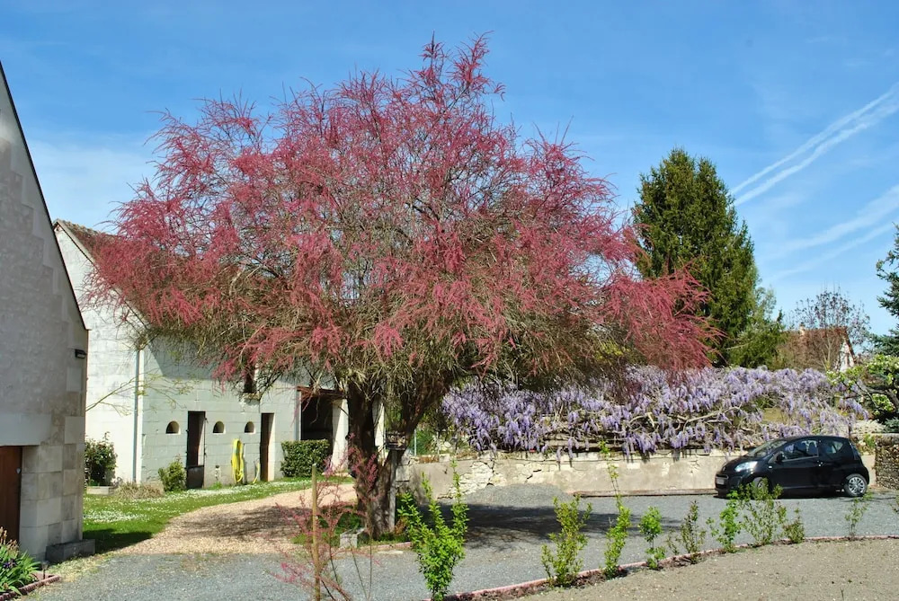 Le Tulipier de Virginie