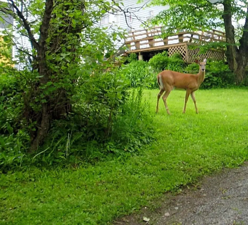 Braeside Country Inn