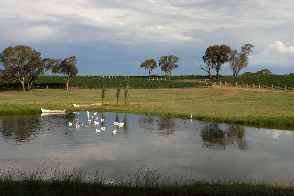 Mayfield Vineyard