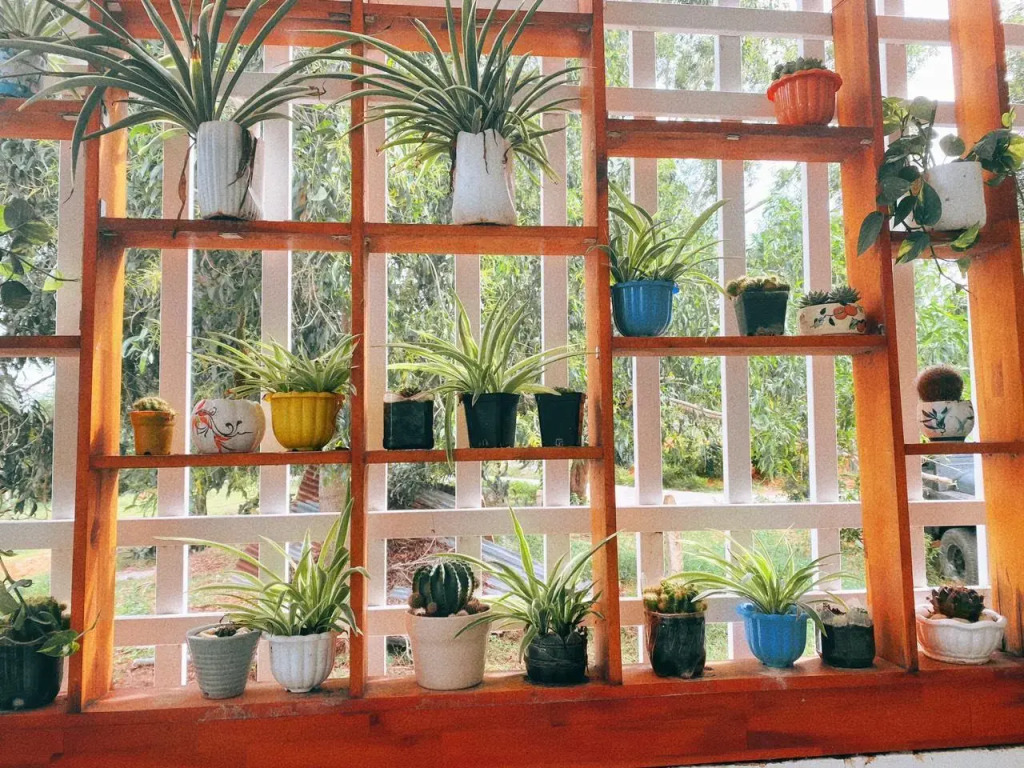 Đồi Dừa Homestay