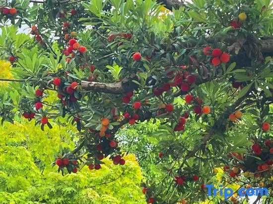 Lingshang Niugongshan Homestay