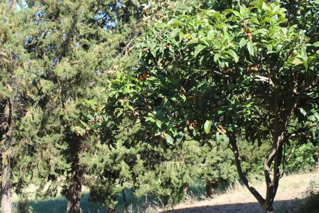 Villa Mirella Country House