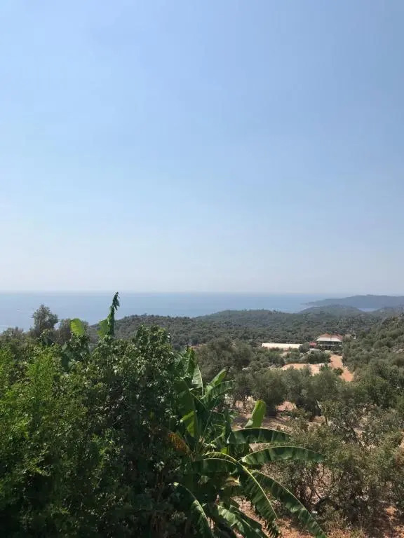 Senayablaevpansiyonculuk