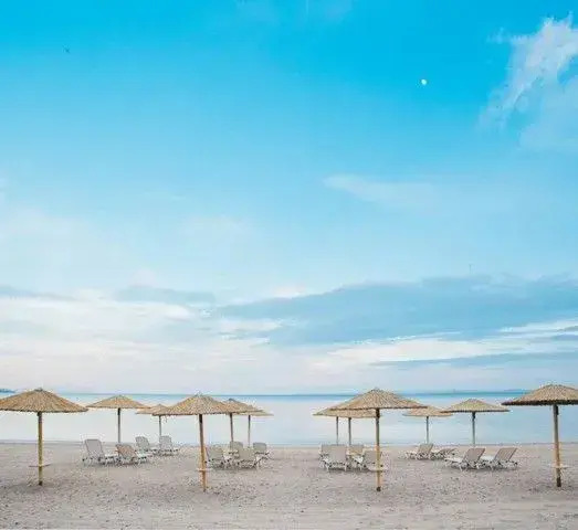 Olea Mare