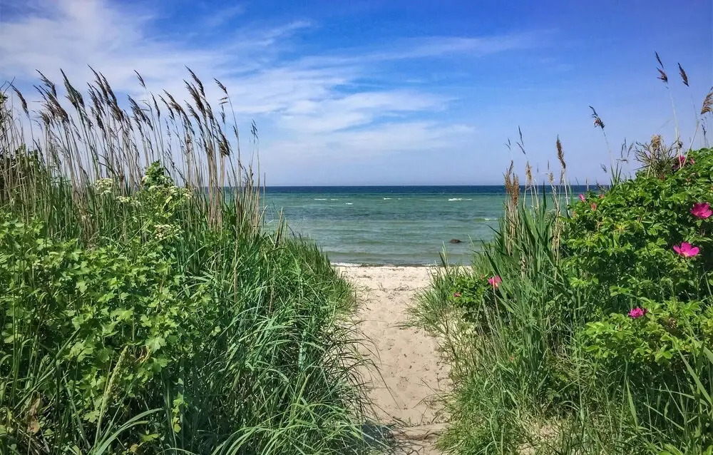 Sanddorn
