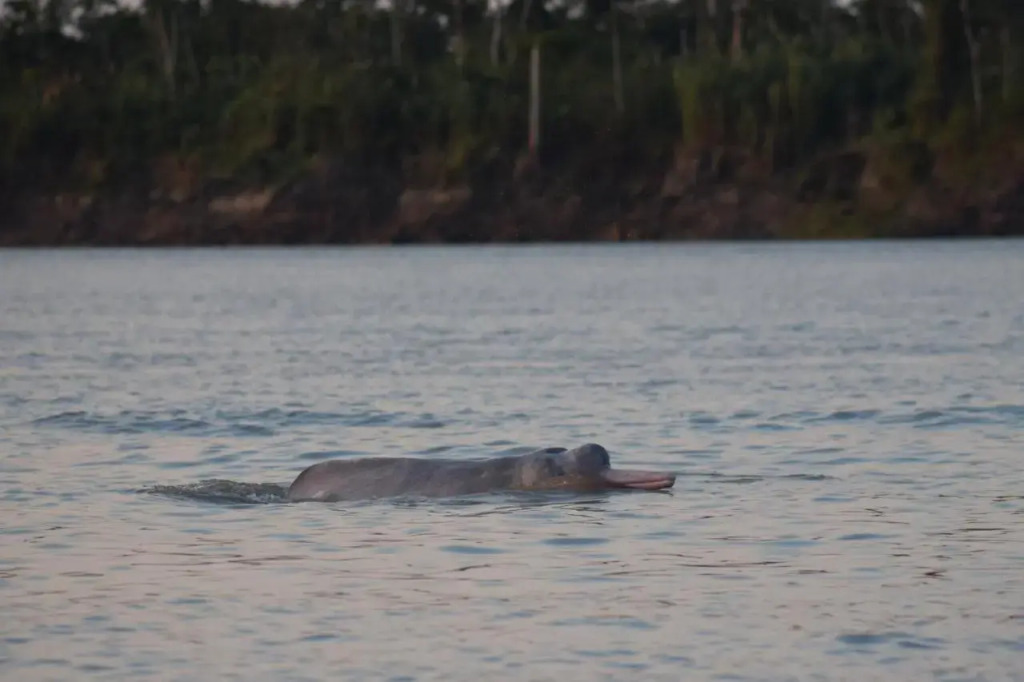 Jungle Wolf Expeditions Lodge & Tours Iquitos