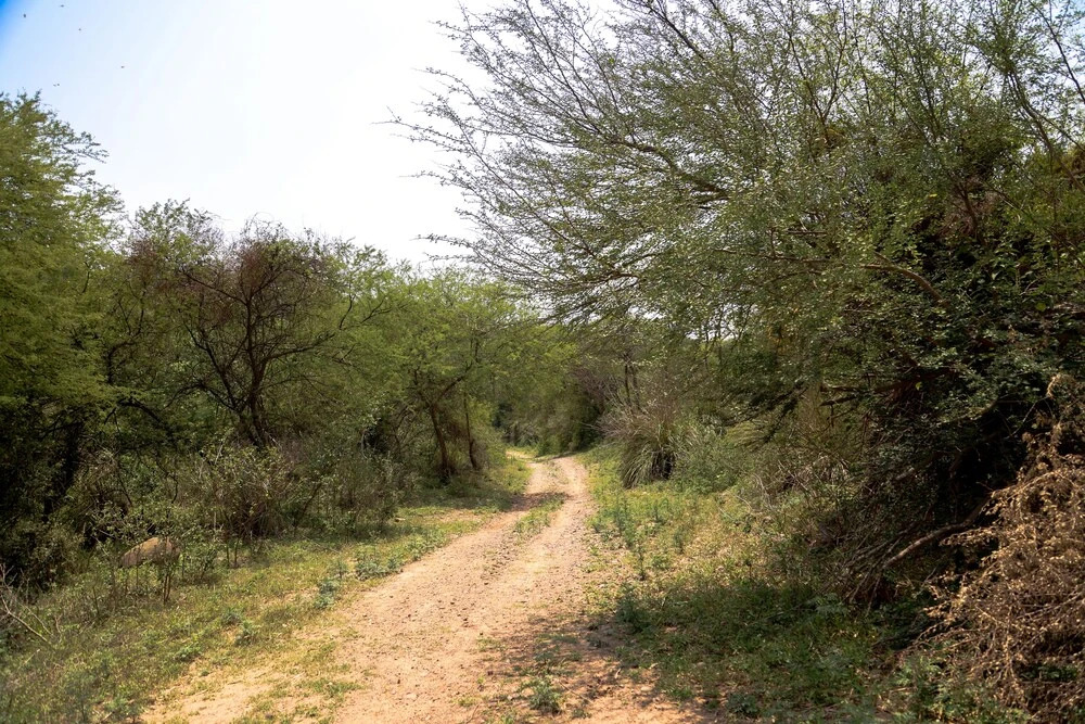 FHR Wilderness Lodge Chandigarh by TUTC