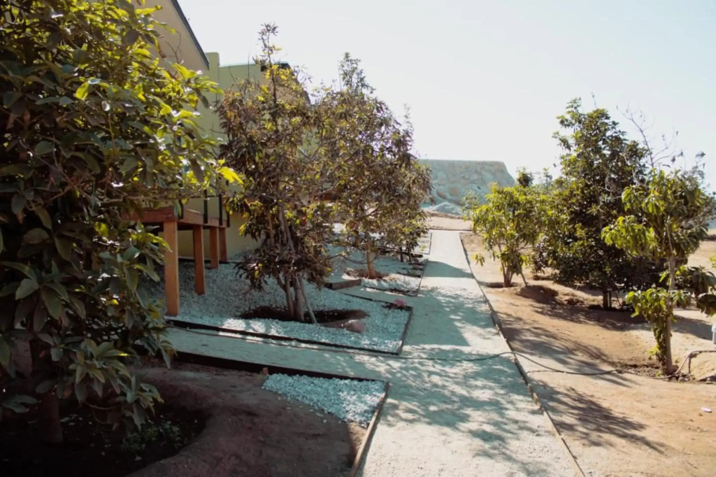 Palta 60 Valle de Guadalupe