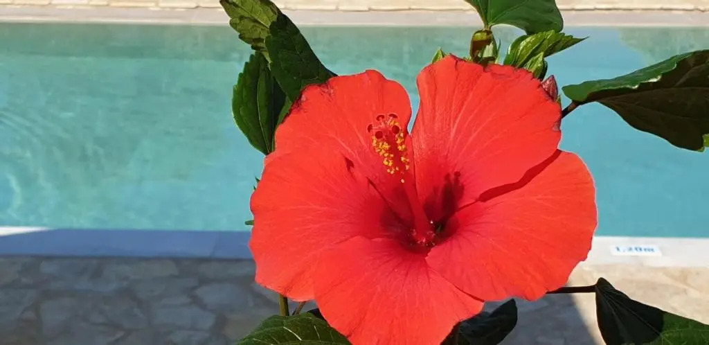 Hibiscus Suites