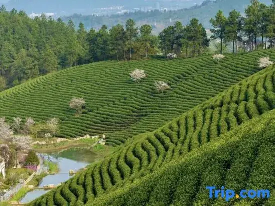 Anji Yunle Family Vacation Homestay (Yunshang Grassland Alpine Tourism Resort)