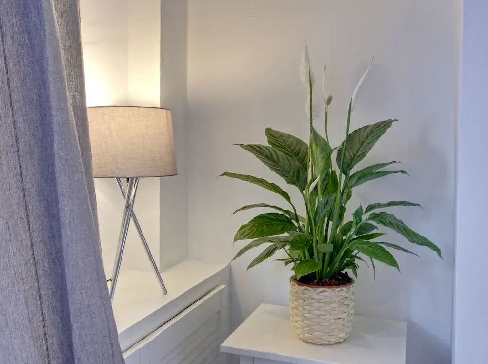 Spring Halls Carlton & Co Apartments Free Parking 2