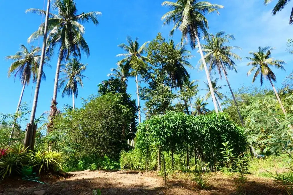 Chom Suan Farmstay
