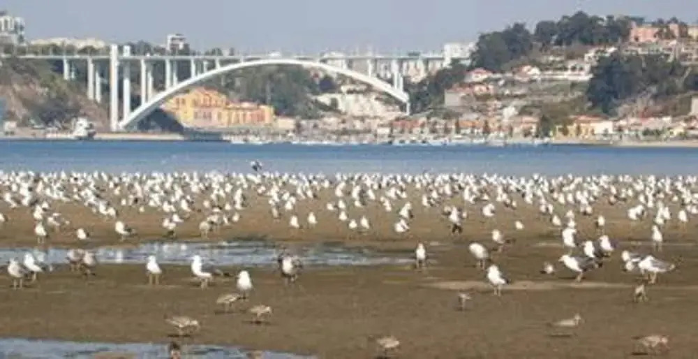 Apartment With one Bedroom in Vila Nova de Gaia, With Wonderful City V