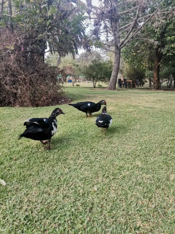 La Granja de Papa Alberto